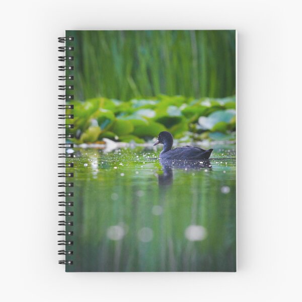 Item preview, Coot on a green lake designed and sold by noahjpphotos.