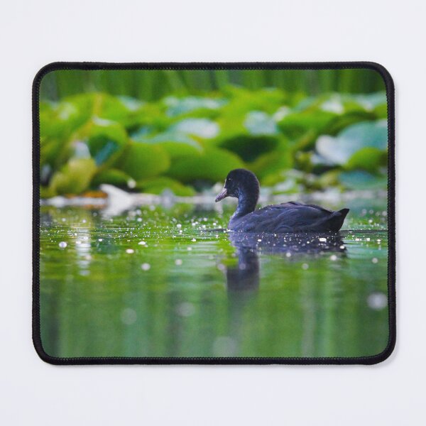 Item preview, Coot on a green lake  designed and sold by noahjpphotos.