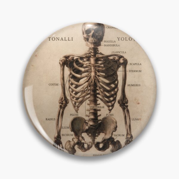 Item preview, T-Shirt - Sticker - Anatomia Skeletti Humani: 18th‑Century Study designed and sold by ForeverPrintsOK.