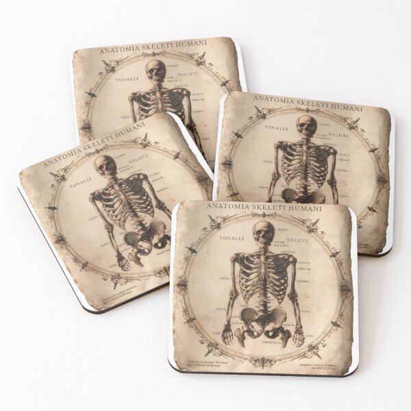 Item preview, T-Shirt - Sticker - Anatomia Skeletti Humani: 18th‑Century Study designed and sold by ForeverPrintsOK.