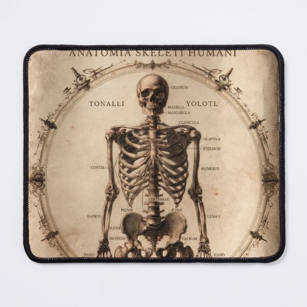 Item preview, T-Shirt - Sticker - Anatomia Skeletti Humani: 18th‑Century Study designed and sold by ForeverPrintsOK.