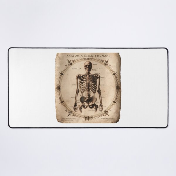 Item preview, T-Shirt - Sticker - Anatomia Skeletti Humani: 18th‑Century Study designed and sold by ForeverPrintsOK.