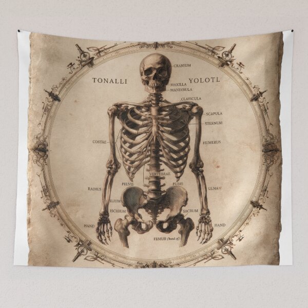 Item preview, T-Shirt - Sticker - Anatomia Skeletti Humani: 18th‑Century Study designed and sold by ForeverPrintsOK.