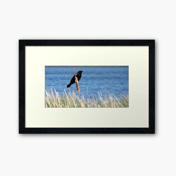 Item preview, Redwing Black Bird designed and sold by Jocelyne Phillips.