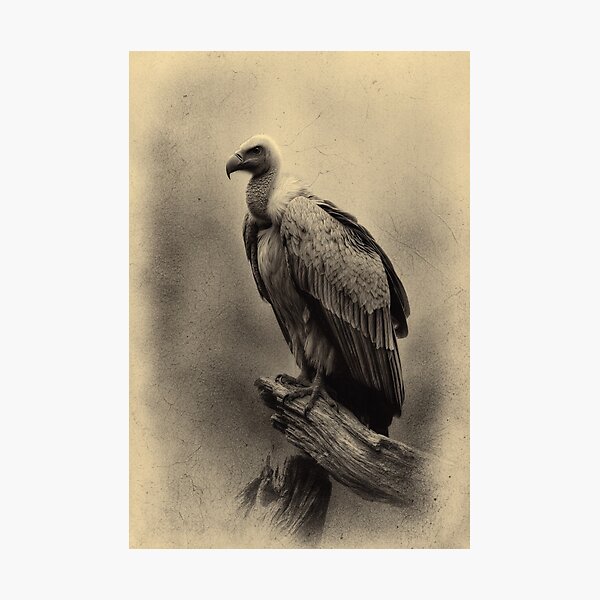 Item preview, A Vulture resting on deadwood, Birds in Motion designed and sold by CDC40.