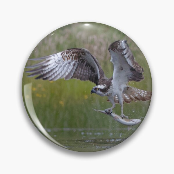 Item preview, Osprey designed and sold by Yves Roumazeilles (Wild Focus).