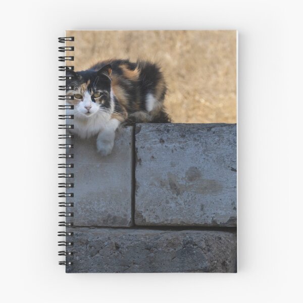 Item preview, Calico Cat Resting on Weathered Concrete Wall in Dry Field, Outdoor Pet Portrait designed and sold by Nmallia.