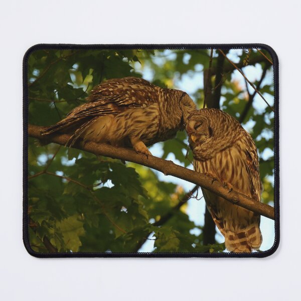 Item preview, Barred owls mate for life designed and sold by locustgirl.