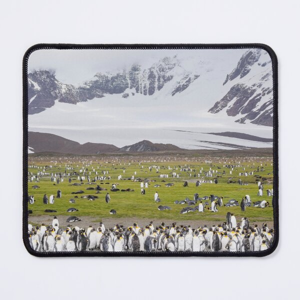 Item preview, Penguins and Seals on Salisbury Plain South Georgia Island designed and sold by PhotoArt by Joan Carroll.