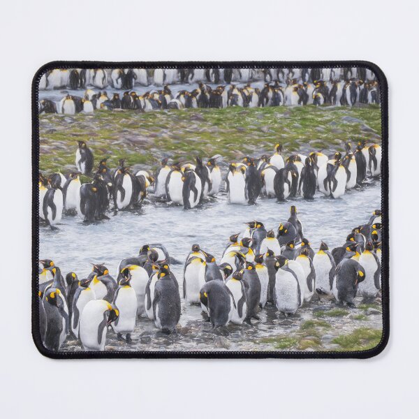 Item preview, King Penguin Colony by the River South Georgia Island 2 designed and sold by PhotoArt by Joan Carroll.