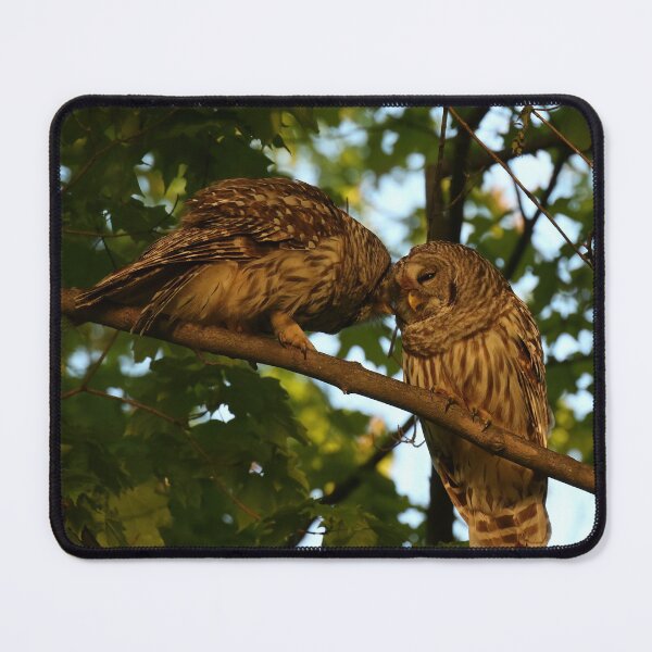 Item preview, Barred Owl Pair designed and sold by locustgirl.
