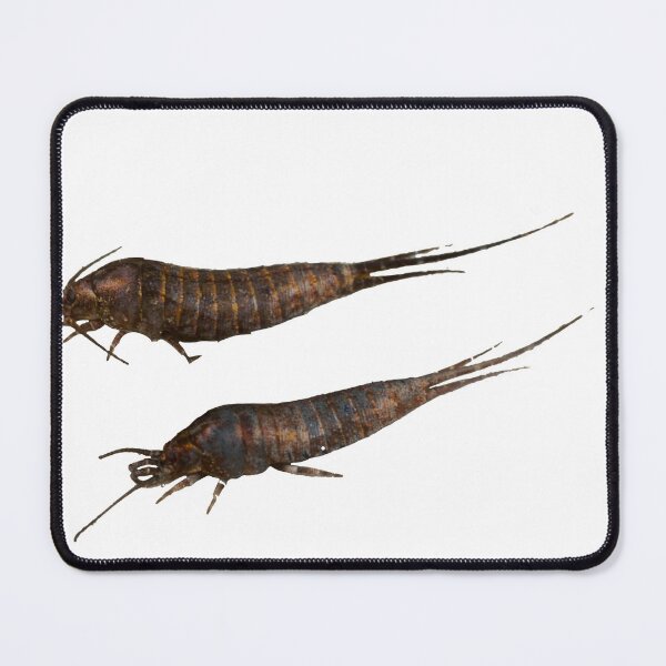 Item preview, Archaeognatha Sticker - Bristletails designed and sold by carterbrown.