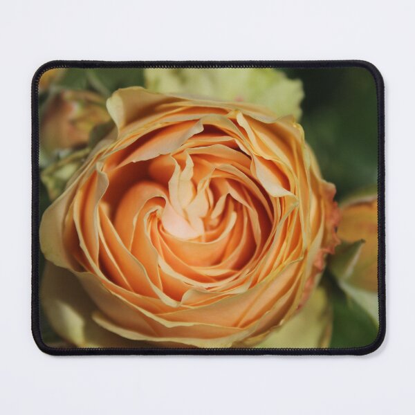 Item preview, Peach spiral rose - Soft nature photography designed and sold by Cha-s-lens.