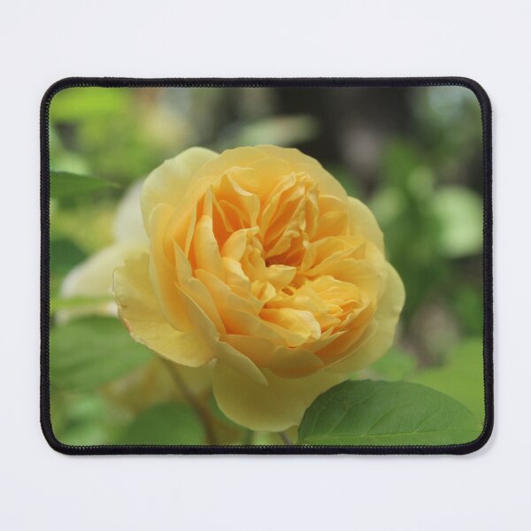 Item preview, Golden english rose - Soft nature photography designed and sold by Cha-s-lens.