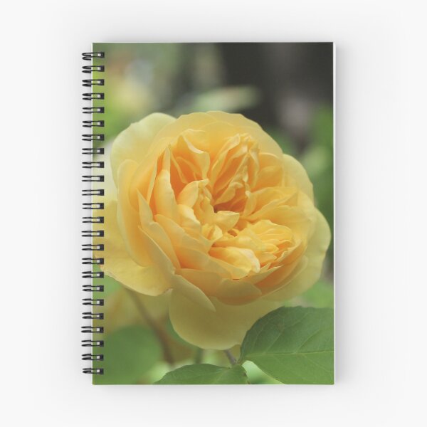 Item preview, Golden english rose - Soft nature photography designed and sold by Cha-s-lens.