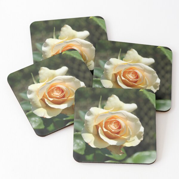 Item preview, Cream apricot rose - Soft nature photography designed and sold by Cha-s-lens.