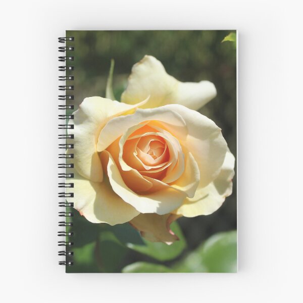 Item preview, Cream apricot rose - Soft nature photography designed and sold by Cha-s-lens.