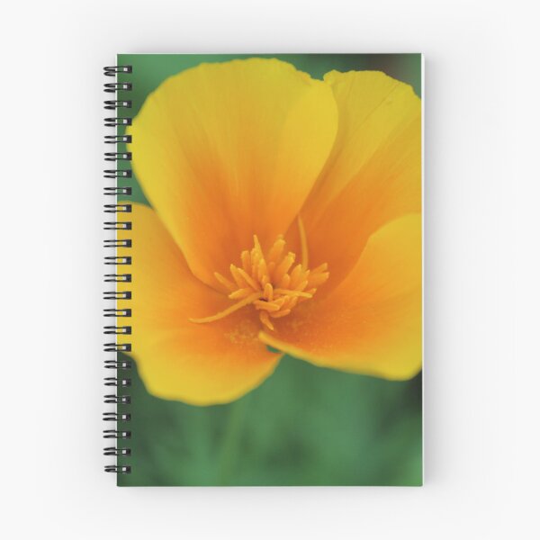 Item preview, Golden californian poppy flower - Soft nature photography designed and sold by Cha-s-lens.