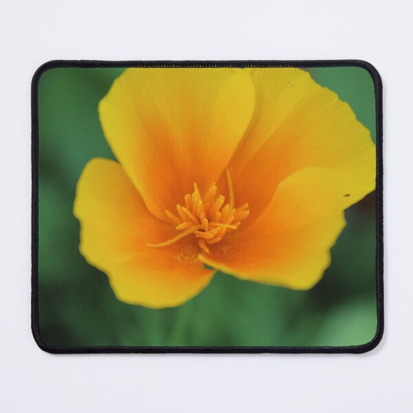 Item preview, Golden californian poppy flower - Soft nature photography designed and sold by Cha-s-lens.