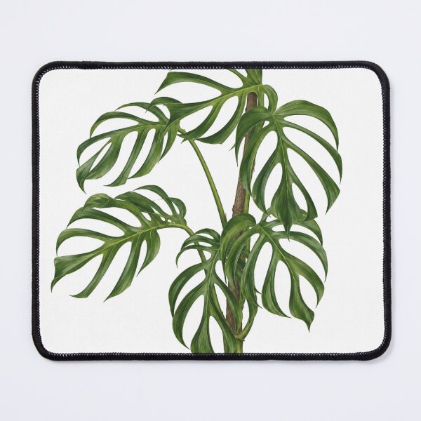 Item preview, Monstera Burle Marx Botanical Illustration designed and sold by Mikena1996.