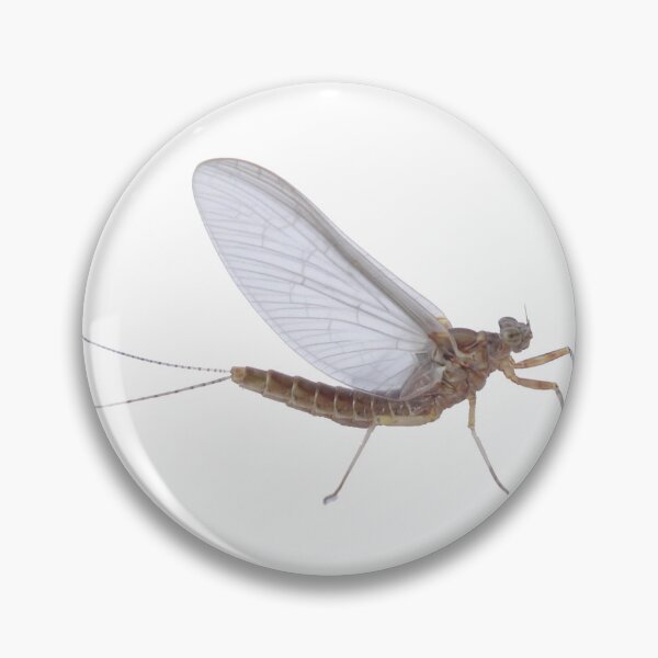 Item preview, Ephemeroptera - mayfly sticker designed and sold by carterbrown.