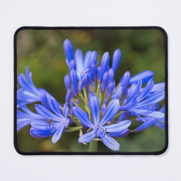 Item preview, Agapanthus Flower designed and sold by JEZ22.