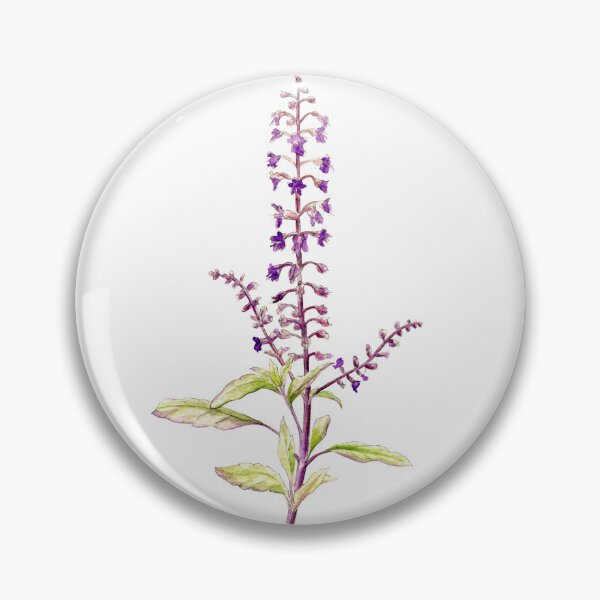 Artikelvorschau, Heiliges Basilikum (Tulsi), handgemaltes Aquarellbild entworfen und verkauft von Sarah Trett.