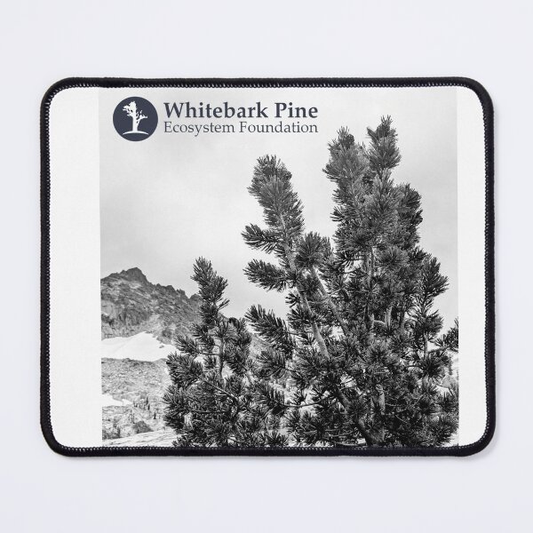 Item preview, Whitebark cones Enchantments 2025 designed and sold by whitebarkfound.