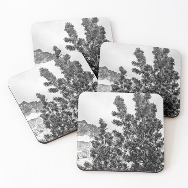 Item preview, Whitebark cones Enchantments 2025 designed and sold by whitebarkfound.