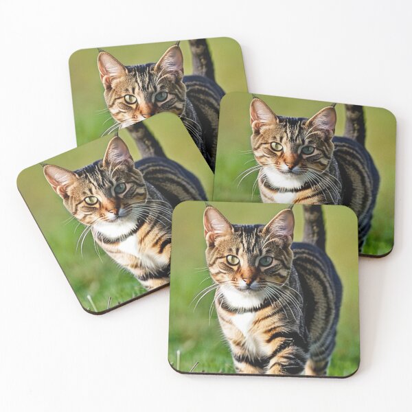 Item preview, Animals - Tabby Cat with a Captivating Gaze, Outdoor Portrait designed and sold by World-Pets.