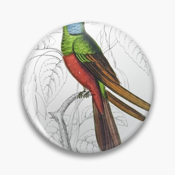 Item preview, Harlequin Humming-Bird — Plate XXXI designed and sold by the-forum.