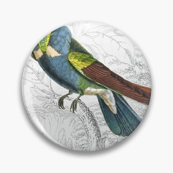 Item preview, Natterer’s Humming-Bird — Plate XIV designed and sold by the-forum.