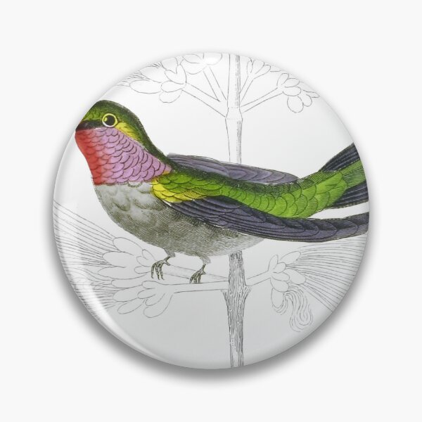 Item preview, Northern Humming-Bird — Plate V designed and sold by the-forum.