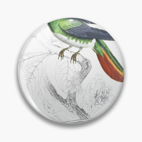 Item preview, Recurved-Billed Humming-Bird — Plate III designed and sold by the-forum.
