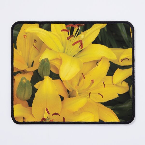 Artikelvorschau, Beautiful Bloom Yellow Spring Lilies Photo entworfen und verkauft von Here's To Endless Possibilities.
