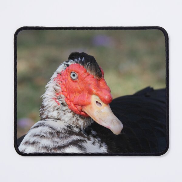 Item preview, Muscovy Duck Close Up Wildlife Portrait designed and sold by 27Tammy27.