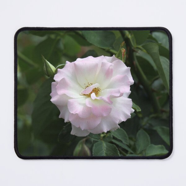 Item preview, Soft Pink and White Rose Bush Bloom designed and sold by 27Tammy27.