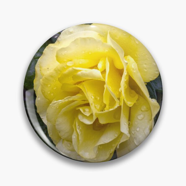Item preview, Yellow rose with water drops designed and sold by alan tunnicliffe.