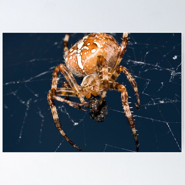 Item preview, European garden spider (Araneus diadematus) designed and sold by bennystoors.