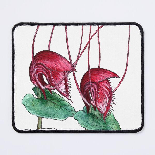 Item preview, Corybas Annamensis Orchid Illustration designed and sold by Anna Ratkevich.