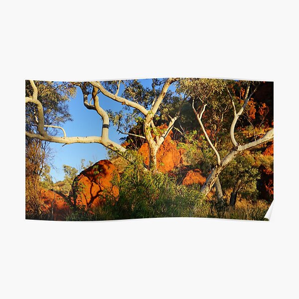 Pilbara Gums Poster