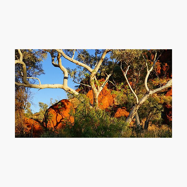Pilbara Gums Photographic Print
