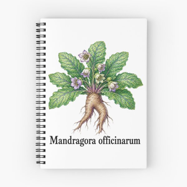 Item preview, Mandragora officinarum – Mandragora designed and sold by JOANNASKAH.