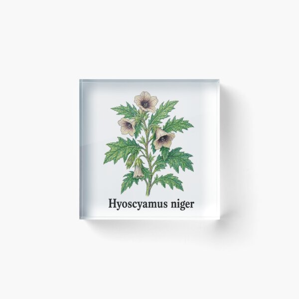 Item preview, Hyoscyamus niger – Black Henbane designed and sold by JOANNASKAH.