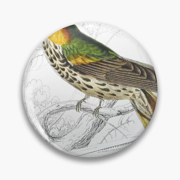 Item preview, Spotted Saw-Billed Humming-Bird — Plate I designed and sold by the-forum.