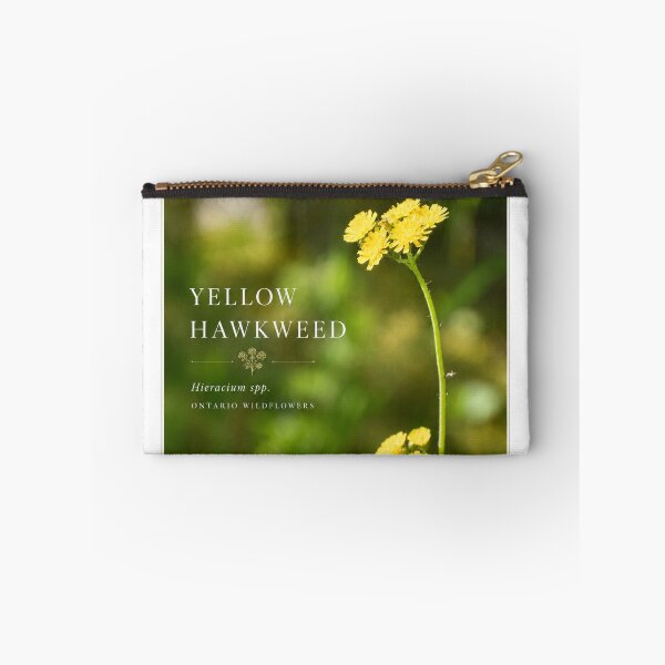 Item preview, Yellow Hawkweed Poster Ontario Wildflower Series designed and sold by greatlakesimage.