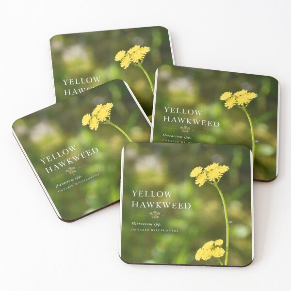 Item preview, Yellow Hawkweed Poster Ontario Wildflower Series designed and sold by greatlakesimage.