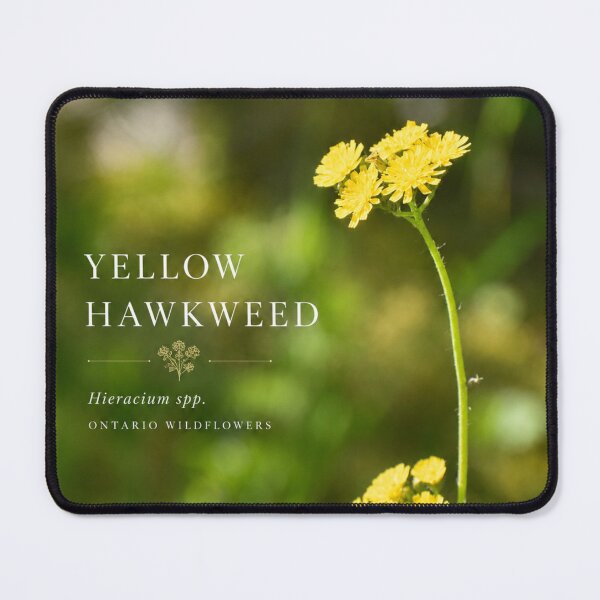 Item preview, Yellow Hawkweed Poster Ontario Wildflower Series designed and sold by greatlakesimage.