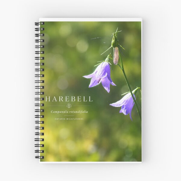 Item preview, Harebell Poster Ontario Wildflower Series designed and sold by greatlakesimage.