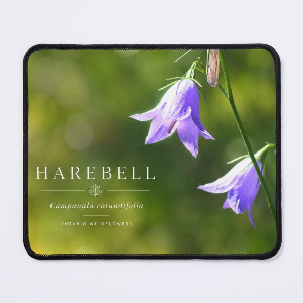 Item preview, Harebell Poster Ontario Wildflower Series designed and sold by greatlakesimage.